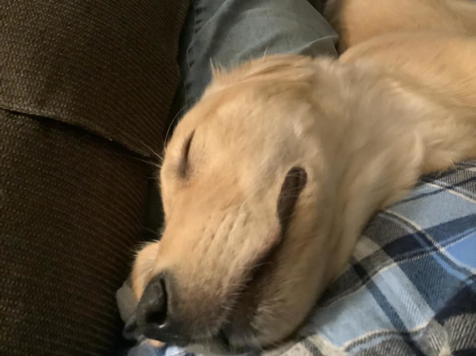 Tuckered out pupper