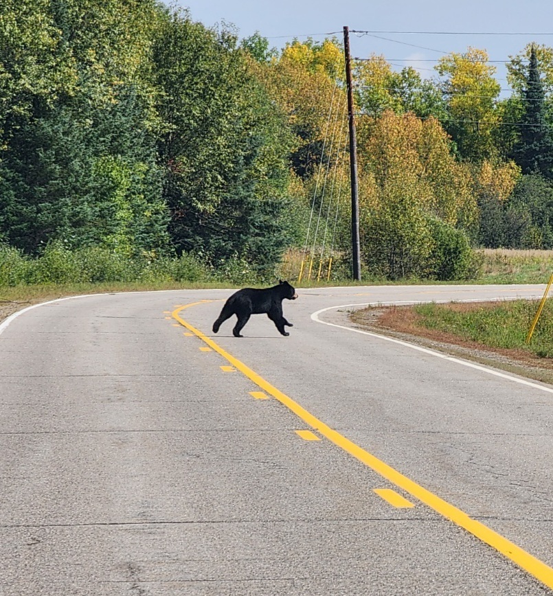 bear 1